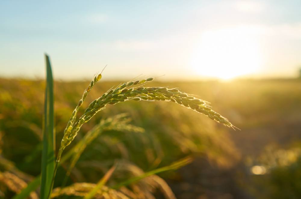 Parlamentares e entidades do agro defendem reestruturação de dívidas rurais
